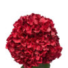 Christmas Red Hydrangea