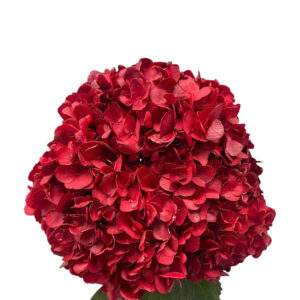 Christmas Red Hydrangea