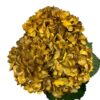Yellow Cocoa Dusk Hydrangea