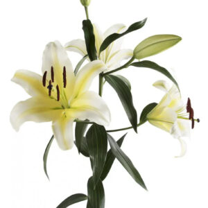 Yellow Concador Oriental Lilies