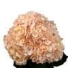 Peach Coral Peach Hydrangea