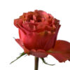 Orange Coral X-pression Roses