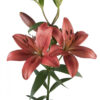 Red Corleone Asiatic Lilies