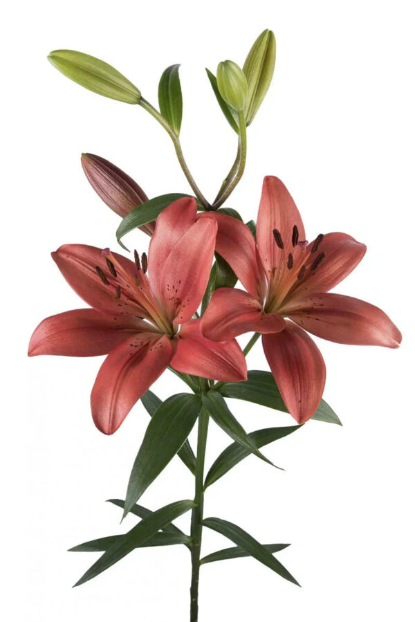 Red Corleone Asiatic Lilies