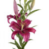 Burgundy Corvara Oriental Lilies