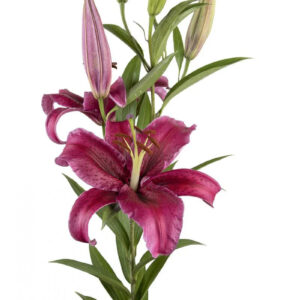Burgundy Corvara Oriental Lilies
