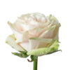 White Country Secret Garden Rose