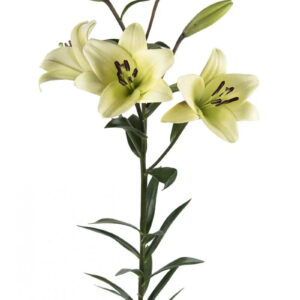 Yellow Courier Asiatic Lilies