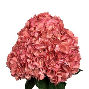 Red Cranberry Hydrangea