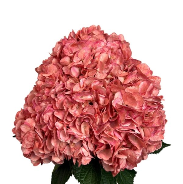 Red Cranberry Hydrangea