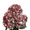 Red Crimson Frost Hydrangea