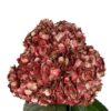 Red Crimson Royale Hydrangea