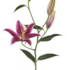Hot Pink Curie Oriental Lilies