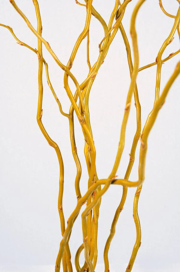 Curly Willow - Image 2