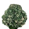 Green Dark Olive Hydrangea