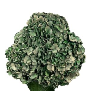 Green Dark Olive Hydrangea