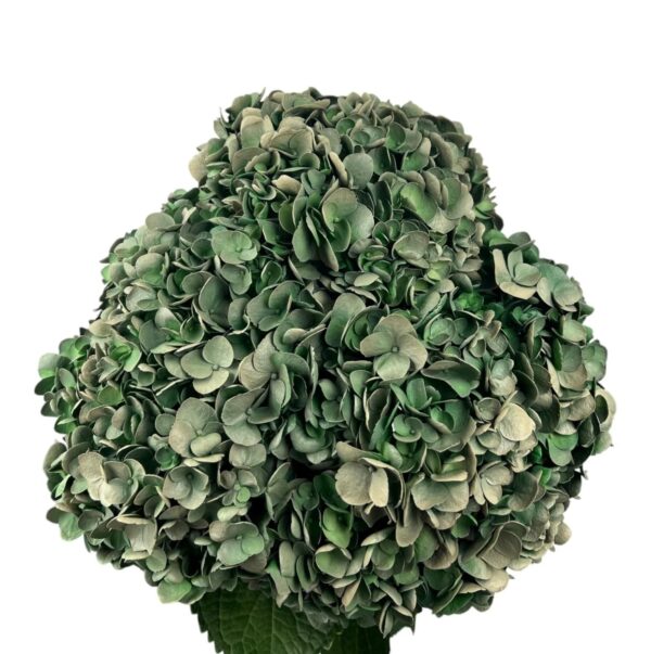 Green Dark Olive Hydrangea