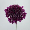 Dark Purple Scabiosas