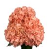 Orange Dark Salmon Hydrangea