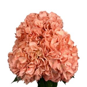 Orange Dark Salmon Hydrangea