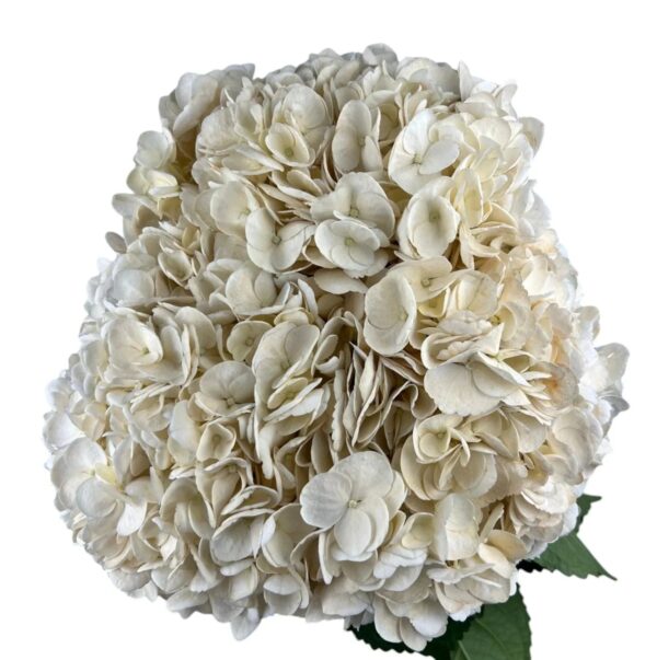 Dark Vanilla Hydrangea