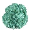 Deep Evergreen Hydrangea