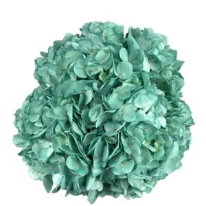 Deep Evergreen Hydrangea