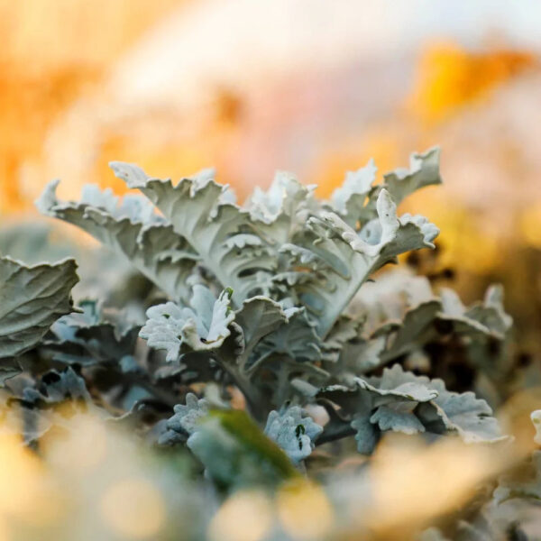 Dusty Miller - Image 2