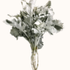 Grey Dusty Miller Foliage & Greens