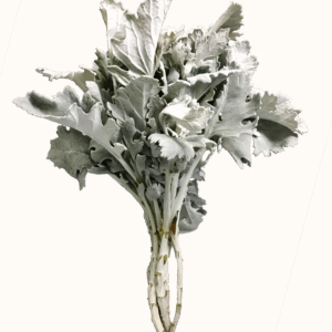 Grey Dusty Miller Foliage & Greens