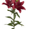Red Dynamix Asiatic Lilies
