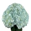 Easter Blue Hydrangea