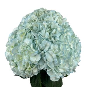 Easter Blue Hydrangea