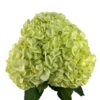 Easter Green Hydrangea