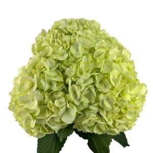 Easter Green Hydrangea