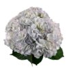 Easter Lavender Hydrangea