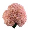 Easter Pink Hydrangea