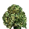 Green Emerald Glow Hydrangea