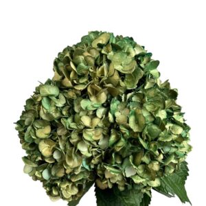 Green Emerald Glow Hydrangea