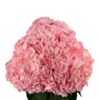 Emilia Pink Hydrangea