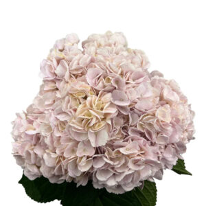 English Rose Pink Hydrangea