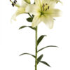 White Ercolano Asiatic Lilies
