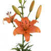 Orange Eremo Asiatic Lilies