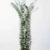 Green Baby Blue Eucalyptus Eucalyptus