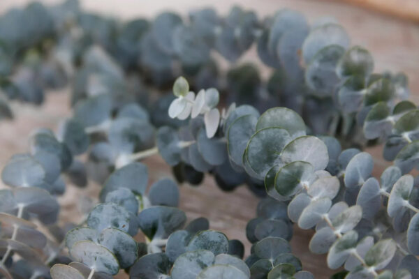 Baby Blue Eucalyptus - Image 2