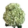 Green Eucalyptus Hydrangea