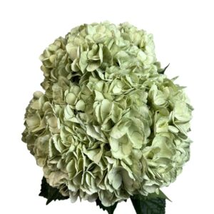 Green Eucalyptus Hydrangea