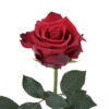 Red Explorer Roses