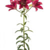 Hot Pink Fangio Asiatic Lilies