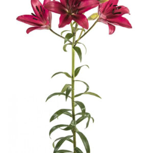Hot Pink Fangio Asiatic Lilies